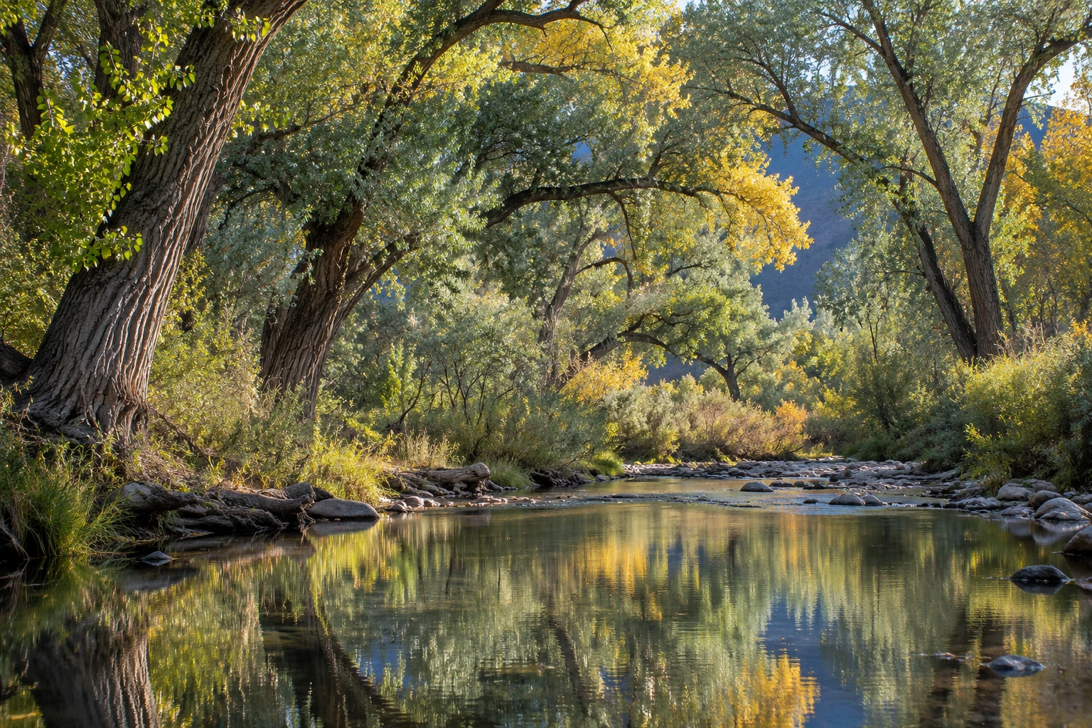 A quiet path beneath cottonwood trees in warm light